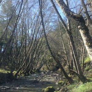 Meet your Posher, Stevie